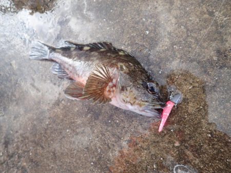 またまたライトワインド!