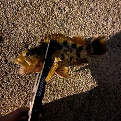 メバル絶好調❗️