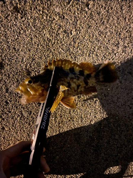 メバル絶好調❗️