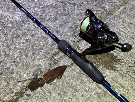 アジングロッドでヒイカ爆釣⁉︎