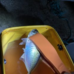 太刀魚釣りの予定が!!