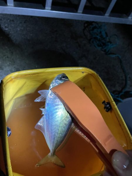 太刀魚釣りの予定が！！