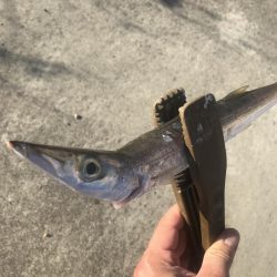 朝マズメのカマス好釣‼︎