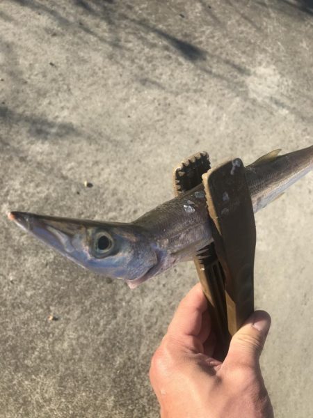 朝マズメのカマス好釣‼︎