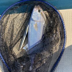 鳴門でイカ青物