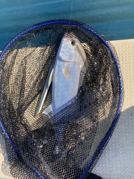 鳴門でイカ青物