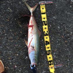 ショアジギング