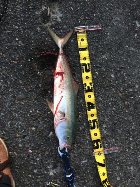 ショアジギング