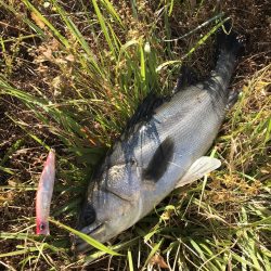 このコはヒラスズキでしょうか？！