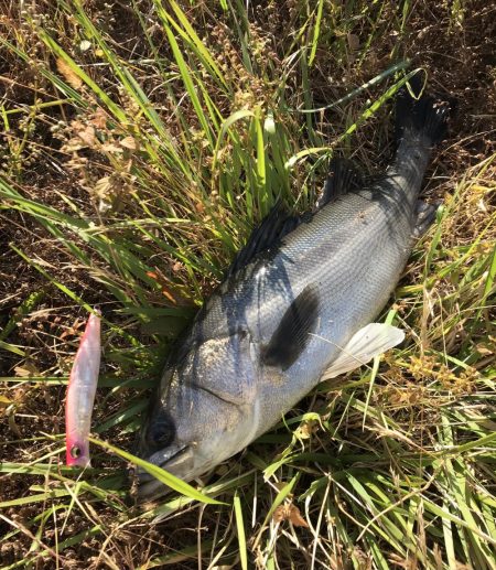 このコはヒラスズキでしょうか？！