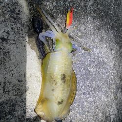 念願のアオリイカ