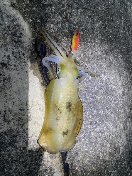 念願のアオリイカ