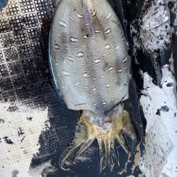 レンタルボートでいろいろ