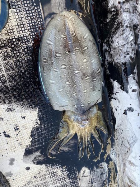 レンタルボートでいろいろ