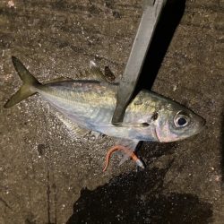 ジグ単アジング