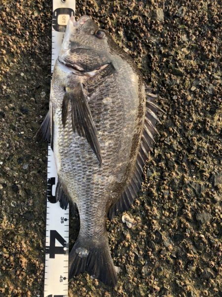 イチノ兄弟、釣果！