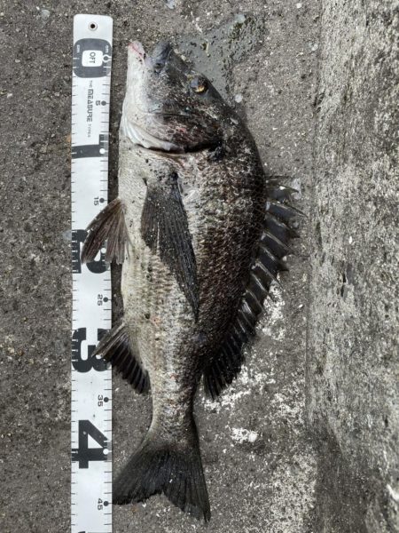 イチノ兄弟、釣果！