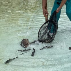 カメプーでエリアトラウト