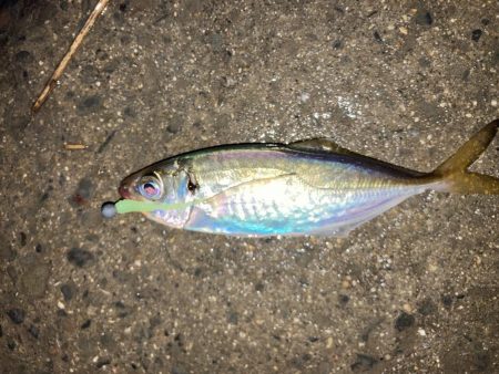 舞洲でアジング　尺アジまであと少し！