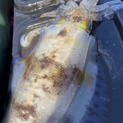 またティップランで