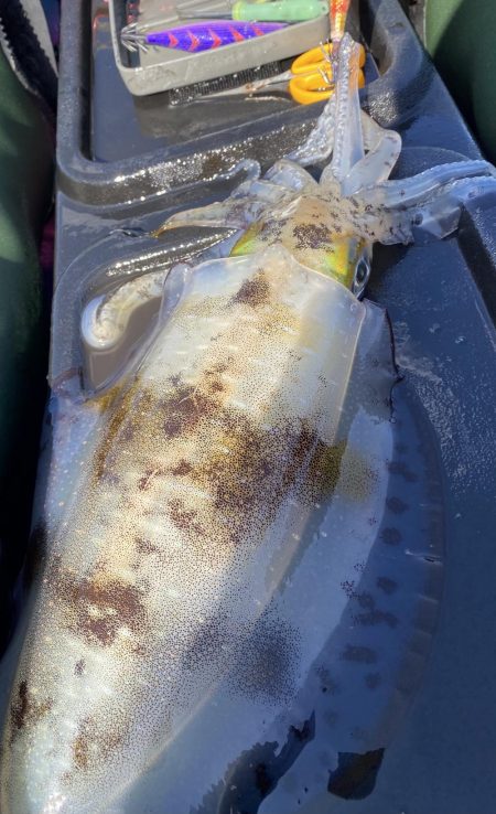 またティップランで