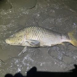 ボイル打ち釣行