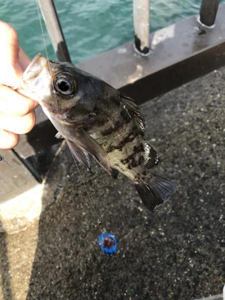 カレイ不発。五目つり