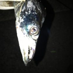 今シーズン初のタチウオ！