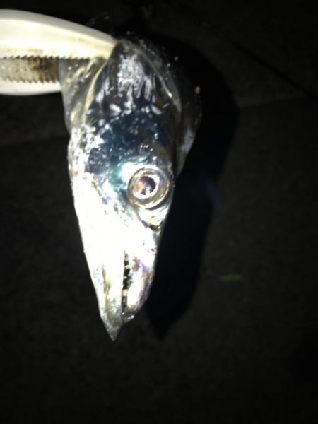 今シーズン初のタチウオ！