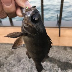 カレイ不発!とうつきはじめました?