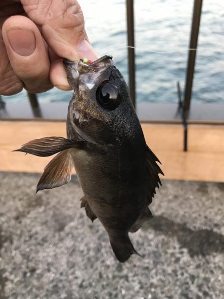 カレイ不発!とうつきはじめました?