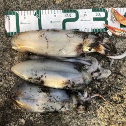 2021佐渡ヶ島 エギング　45回目