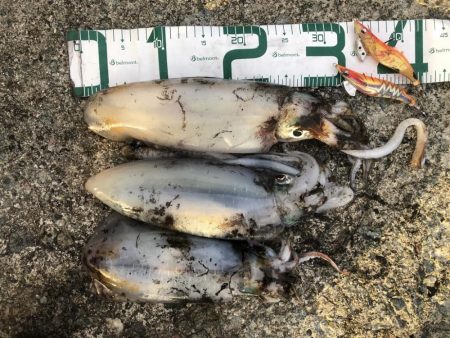 2021佐渡ヶ島 エギング　45回目