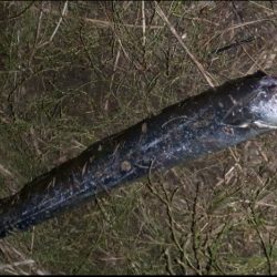 釣れるとデカい湾奥タチウオ