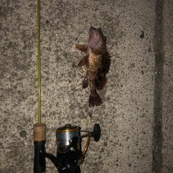 検証　虫ヘッド最強説