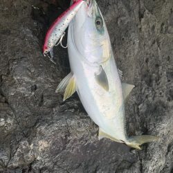 ショア　ブリ&ワラサ　トライデント150/60g