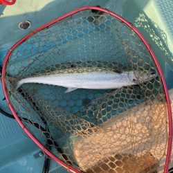 鳴門沖でサワラ