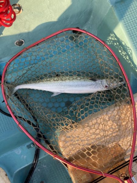 鳴門沖でサワラ