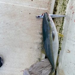 ハマチ入れ食い