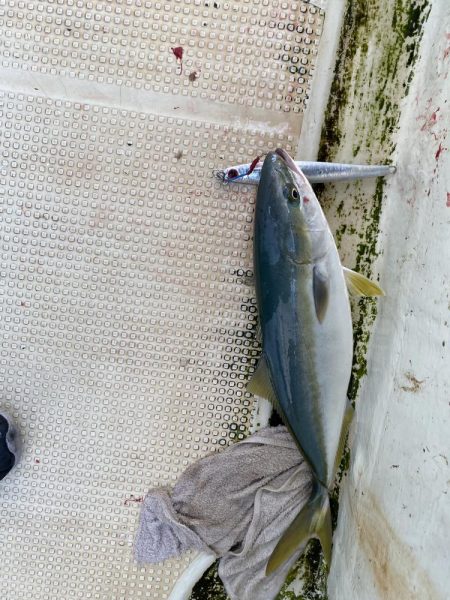 ハマチ入れ食い