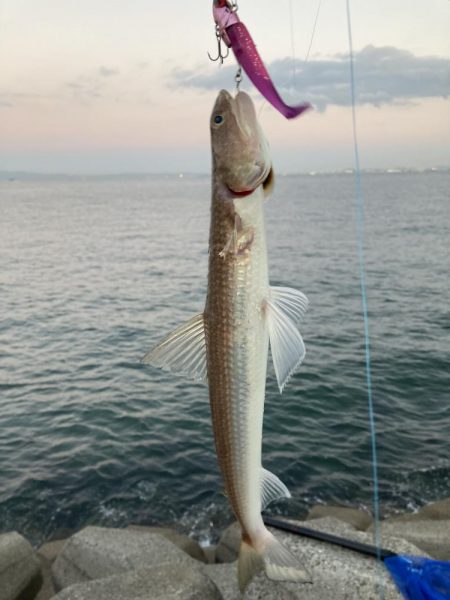 ベイトはいるが