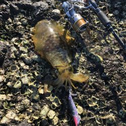 寝坊からのエギング