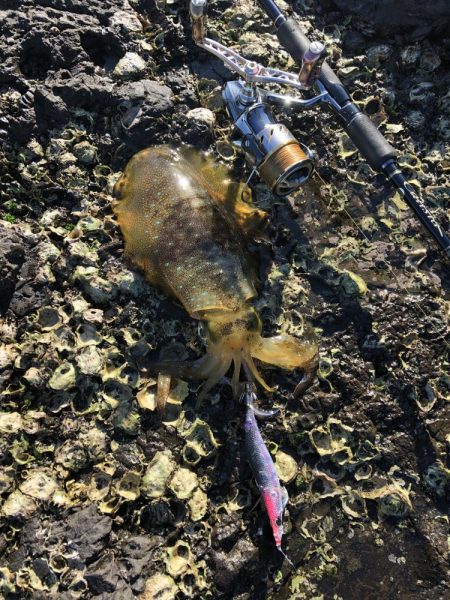 寝坊からのエギング