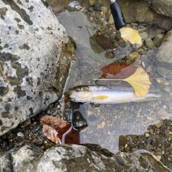 川でカワムツ釣り