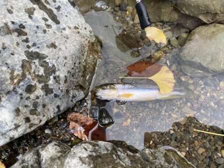 川でカワムツ釣り