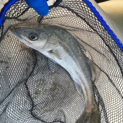 マリンピアでヒラメとシーバス