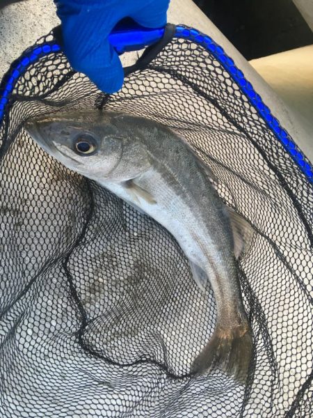 マリンピアでヒラメとシーバス