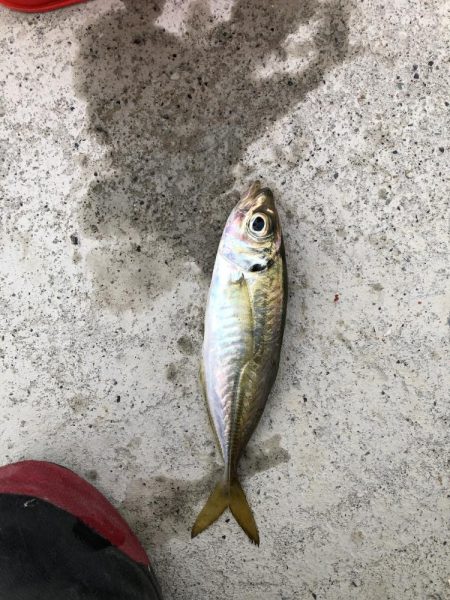 アジング釣行