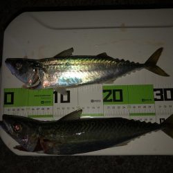 太刀魚に逢いたくての釣行です。