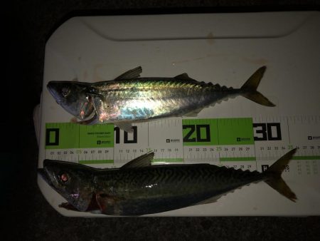 太刀魚に逢いたくての釣行です。